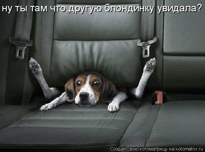 ну ты там что,другую блондинку увидала?... Котоматрица: ну ты там что,другую блондинку увидала?