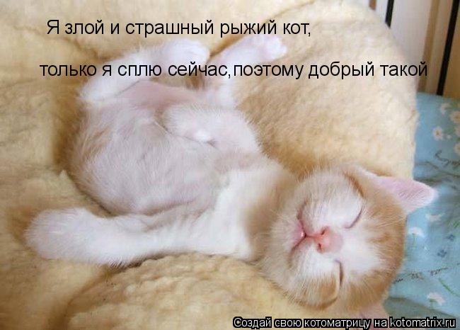 Я злой и страшный рыжий кот, только я сплю сейчас,поэтому добрый такой... Котоматрица: Я злой и страшный рыжий кот, только я сплю сейчас,поэтому добрый такой
