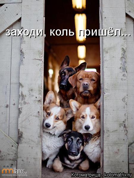 заходи, коль пришёл...... Котоматрица: заходи, коль пришёл...