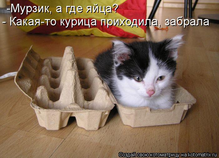 -Мурзик, а где яйца? - Какая-то курица приходила, забрала... Котоматрица: -Мурзик, а где яйца? - Какая-то курица приходила, забрала