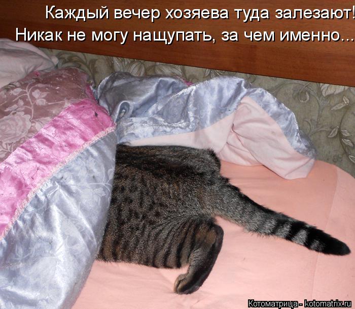 Каждый вечер хозяева туда залезают! Никак не могу нащупать, за чем именно...... Котоматрица: Каждый вечер хозяева туда залезают! Никак не могу нащупать, за чем именно...