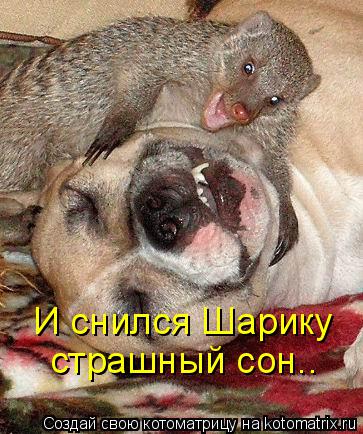 И снился Шарику страшный сон..... Котоматрица: И снился Шарику страшный сон..