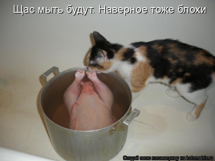 Щас мыть будут. Наверное тоже блохи... Котоматрица: Щас мыть будут. Наверное тоже блохи