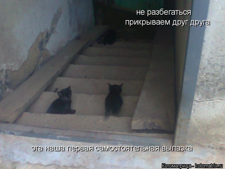 не разбегаться прикрываем друг друга эта наша первая самостоятельная вылазка... Котоматрица: не разбегаться прикрываем друг друга эта наша первая самостоятельная вылазка