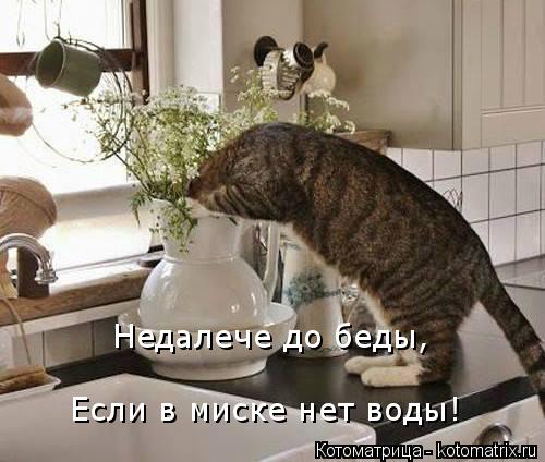 Недалече до беды, Если в миске нет воды!... Котоматрица: Недалече до беды, Если в миске нет воды!