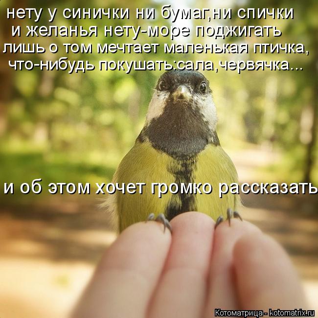 нету у синички ни бумаг,ни спички и желанья нету-море поджигать лишь о том мечтает маленькая птичка, ... Котоматрица: нету у синички ни бумаг,ни спички и желанья нету-море поджигать лишь о том мечтает маленькая птичка, что-нибудь покушать:сала,червячка... и о