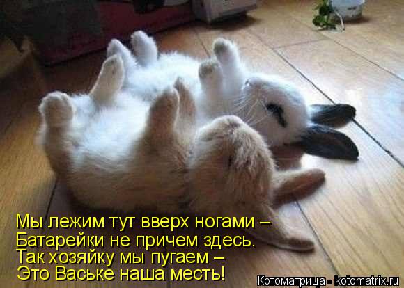Мы лежим тут вверх ногами – Батарейки не причем здесь. Так хозяйку мы пугаем – Это Ваське наша месть... Котоматрица: Мы лежим тут вверх ногами – Батарейки не причем здесь. Так хозяйку мы пугаем – Это Ваське наша месть!