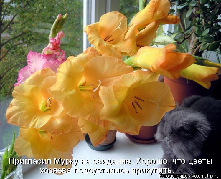 Пригласил Мурку на свидание. Хорошо, что цветы хозяева подсуетились прикупить.... Котоматрица: Пригласил Мурку на свидание. Хорошо, что цветы хозяева подсуетились прикупить.