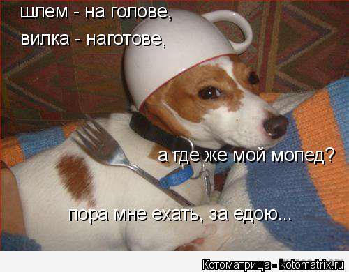 Котоматрица: шлем - на голове, вилка - наготове, а где же мой мопед? пора мне ехать, за едою...