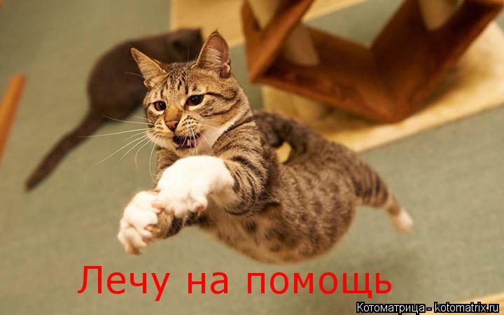 Котоматрица: Лечу на помощь Лечу на помощь