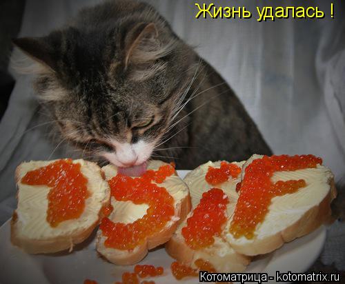 Жизнь удалась !... Котоматрица: Жизнь удалась !