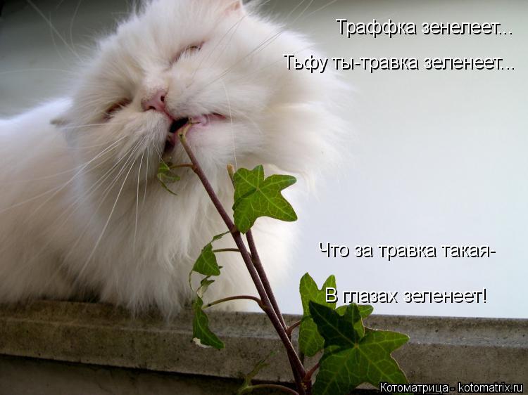 Котоматрица: Траффка зенелеет... Тьфу ты-травка зеленеет... Что за травка такая- В глазах зеленеет!
