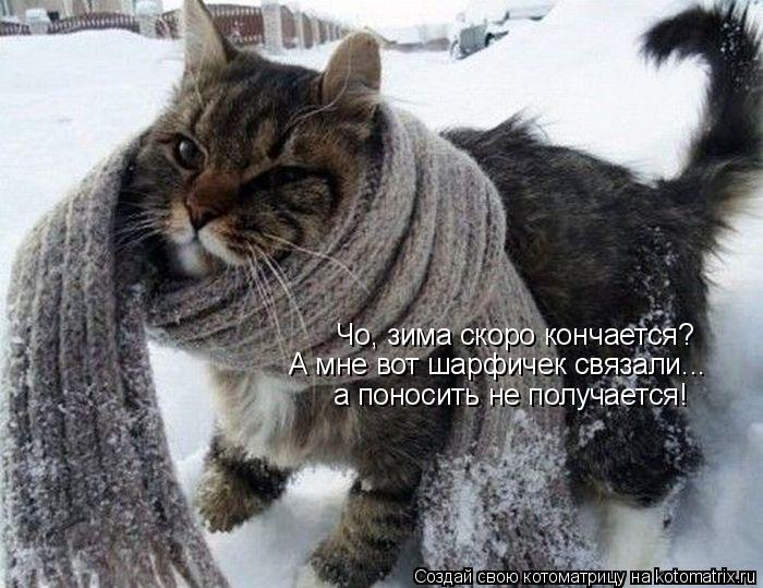 Котоматрица: Чо, зима скоро кончается? А мне вот шарфичек связали... а поносить не получается!