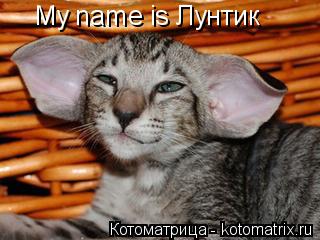 My name is Лунтик... Котоматрица: My name is Лунтик