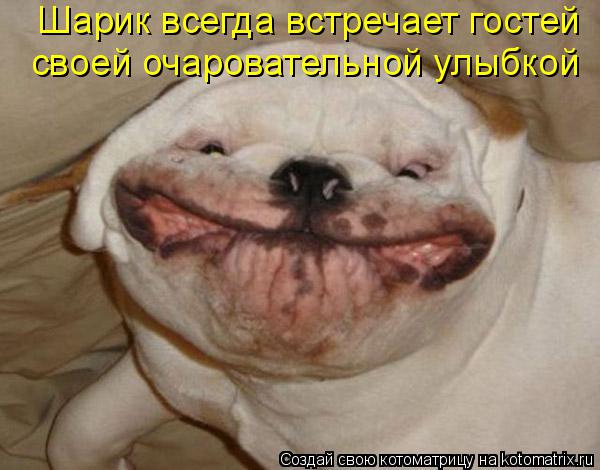 Шарик всегда встречает гостей своей очаровательной улыбкой... Котоматрица: Шарик всегда встречает гостей своей очаровательной улыбкой