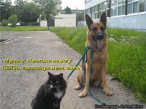 Котоматрица: СВЯЗЬ, порочащую меня, имею... - Мурка-а! Жениться не могу!