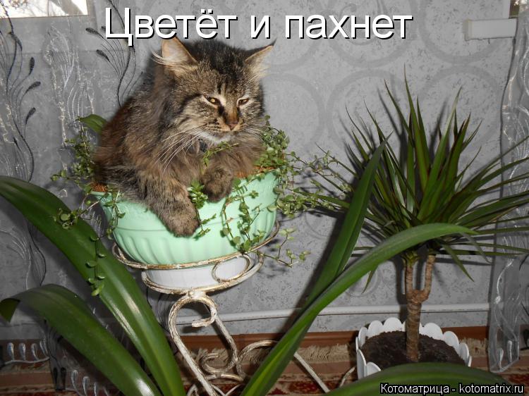 Цветёт и пахнет... Котоматрица: Цветёт и пахнет