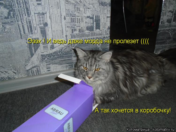Котоматрица: Эээх ! И ведь даже морда не пролезет ((((  А так хочется в коробочку!
