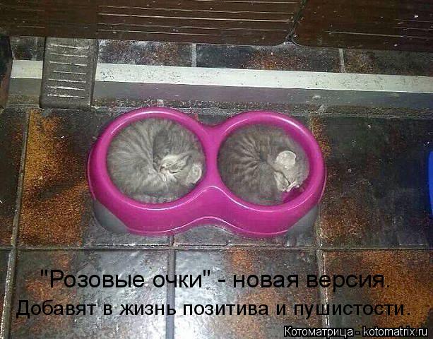 Котоматрица: "Розовые очки" - новая версия. Добавят в жизнь позитива и пушистости.