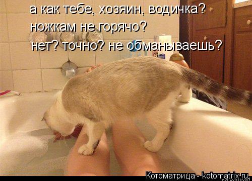 Котоматрица: а как тебе, хозяин, водичка? ножкам не горячо? нет? точно? не обманываешь?