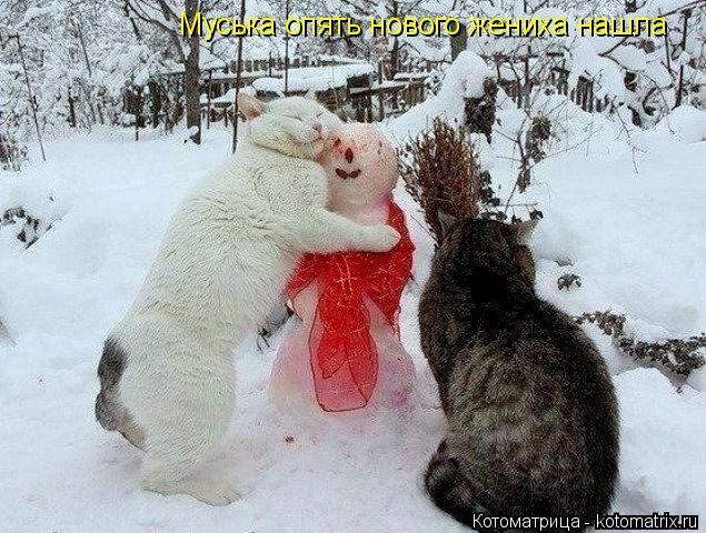 Котоматрица: Муська опять нового жениха нашла
