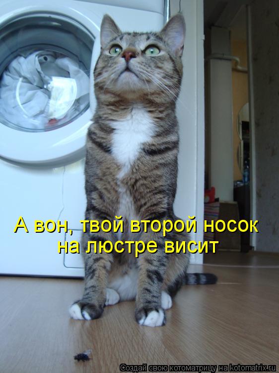 Котоматрица: А вон, твой второй носок на люстре висит