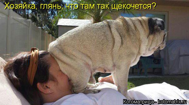 Хозяйка, глянь, что там так щекочется?... Котоматрица: Хозяйка, глянь, что там так щекочется?