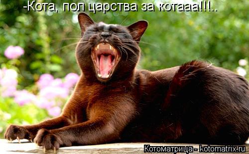 -Кота, пол царства за котааа!!!..... Котоматрица: -Кота, пол царства за котааа!!!..