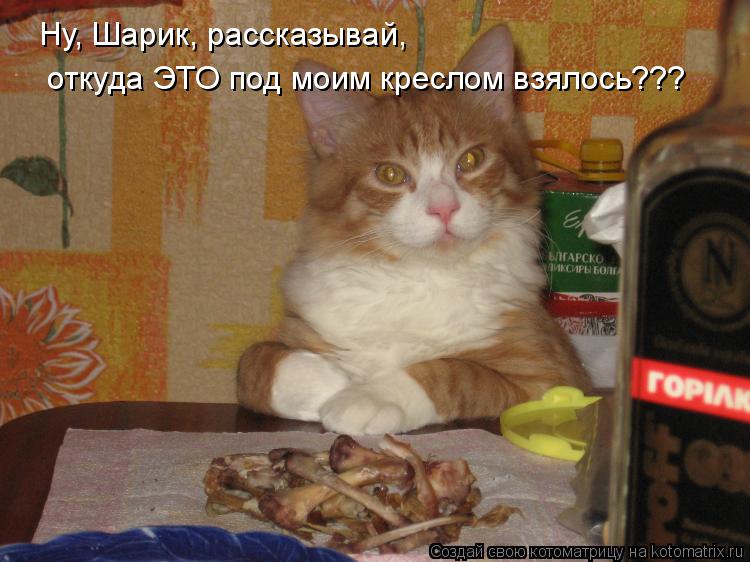 Ну, Шарик, рассказывай, откуда ЭТО под моим креслом взялось???... Котоматрица: Ну, Шарик, рассказывай, откуда ЭТО под моим креслом взялось???