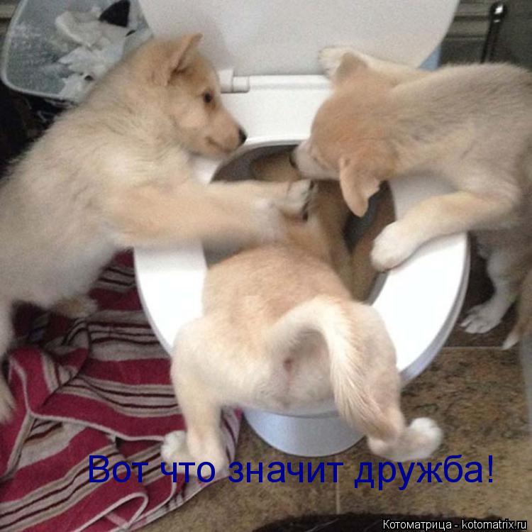 Котоматрица: Вот что значит дружба! Вот что значит дружба!