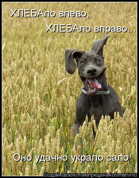 Котоматрица: ХЛЕБАло влево, ХЛЕБАло вправо... Оно удачно украло сало!