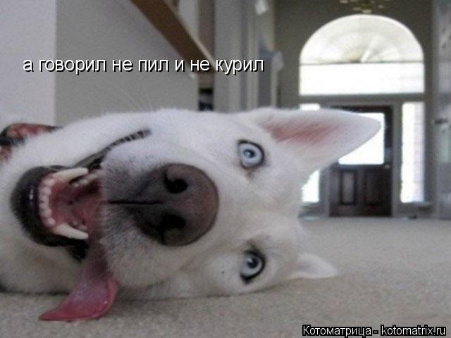а говорил не пил и не курил а говорил не пил и не курил... Котоматрица: а говорил не пил и не курил а говорил не пил и не курил