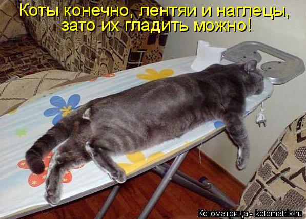 Коты конечно, лентяи и наглецы, зато их гладить можно!... Котоматрица: Коты конечно, лентяи и наглецы, зато их гладить можно!