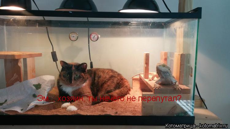 Эм.., хозяин, ты нечего не перепутал?... Котоматрица: Эм.., хозяин, ты нечего не перепутал?