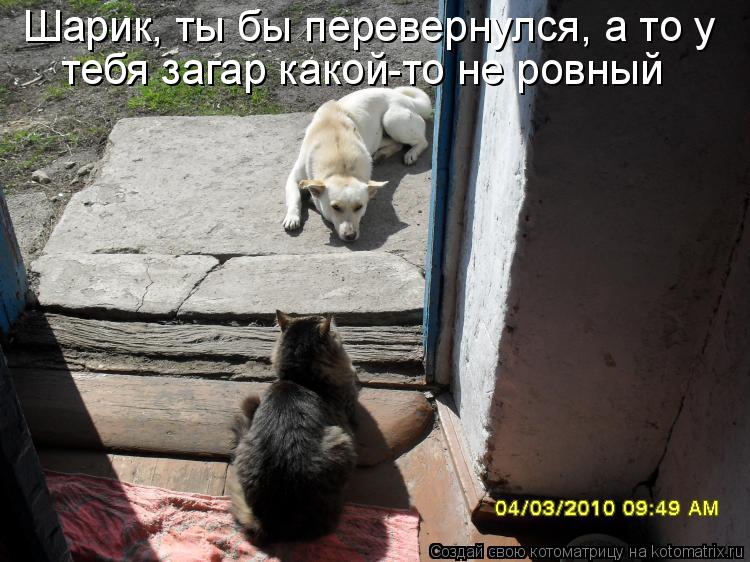 Котоматрица: Шарик, ты бы перевернулся, а то у  тебя загар какой-то не ровный