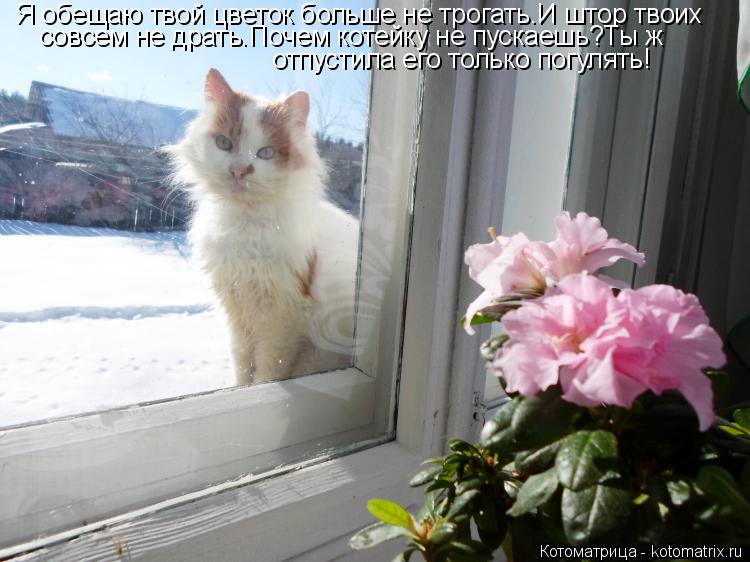 Я обещаю твой цветок больше не трогать.И штор твоих совсем не драть.Почем котейку не пускаешь?Ты ж о... Котоматрица: Я обещаю твой цветок больше не трогать.И штор твоих совсем не драть.Почем котейку не пускаешь?Ты ж отпустила его только погулять!