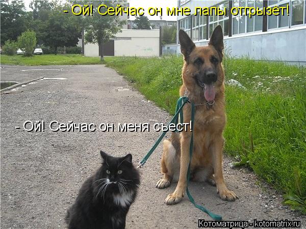 - Ой! Сейчас он меня съест! - Ой! Сейчас он мне лапы отгрызёт!... Котоматрица: - Ой! Сейчас он меня съест! - Ой! Сейчас он мне лапы отгрызёт!