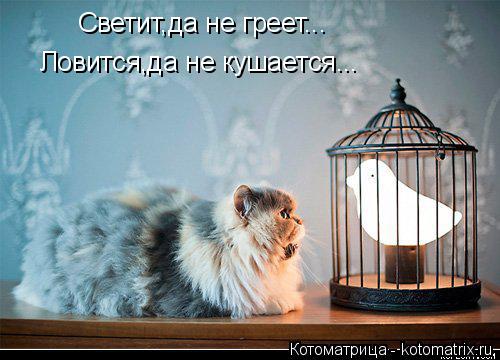 Светит,да не греет... Ловится,да не кушается...... Котоматрица: Светит,да не греет... Ловится,да не кушается...