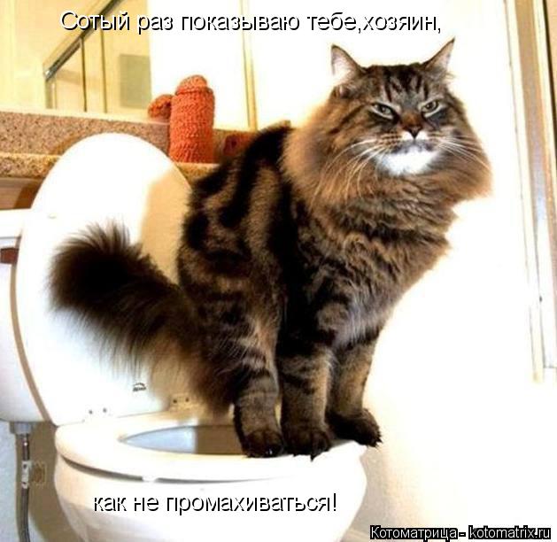 Сотый раз показываю тебе,хозяин, как не промахиваться!... Котоматрица: Сотый раз показываю тебе,хозяин, как не промахиваться!