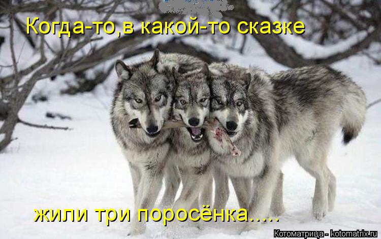 Котоматрица: Когда-то,в какой-то сказке жили три поросёнка.....