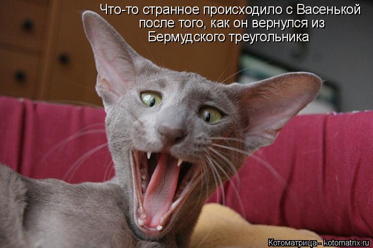 Что-то странное происходило с Васенькой после того, как он вернулся из Бермудского треугольника... Котоматрица: Что-то странное происходило с Васенькой после того, как он вернулся из Бермудского треугольника