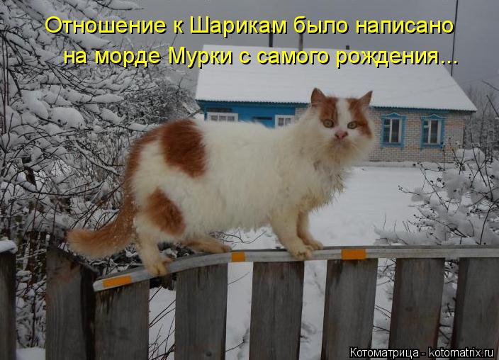 Отношение к Шарикам было написано на морде Мурки с самого рождения...... Котоматрица: Отношение к Шарикам было написано на морде Мурки с самого рождения...