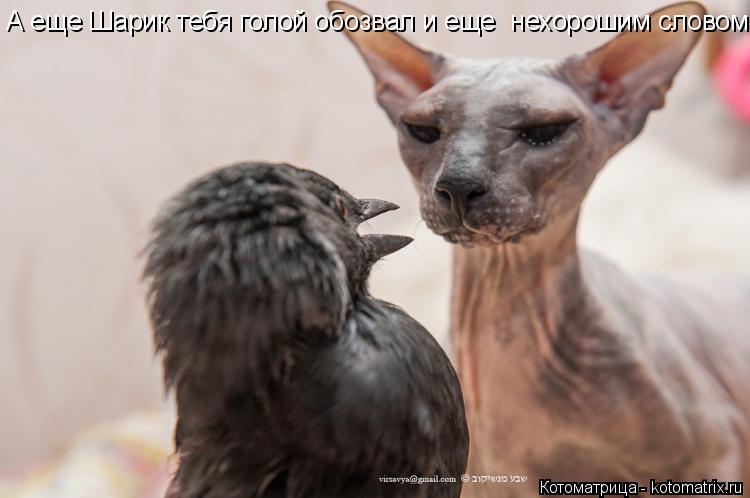 А еще Шарик тебя голой обозвал и еще нехорошим словом.... Котоматрица: А еще Шарик тебя голой обозвал и еще нехорошим словом.