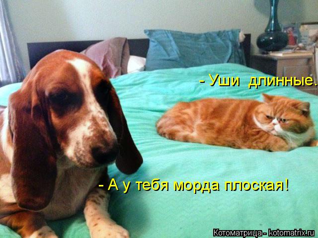 - Уши длинные. - А у тебя морда плоская!... Котоматрица: - Уши длинные. - А у тебя морда плоская!