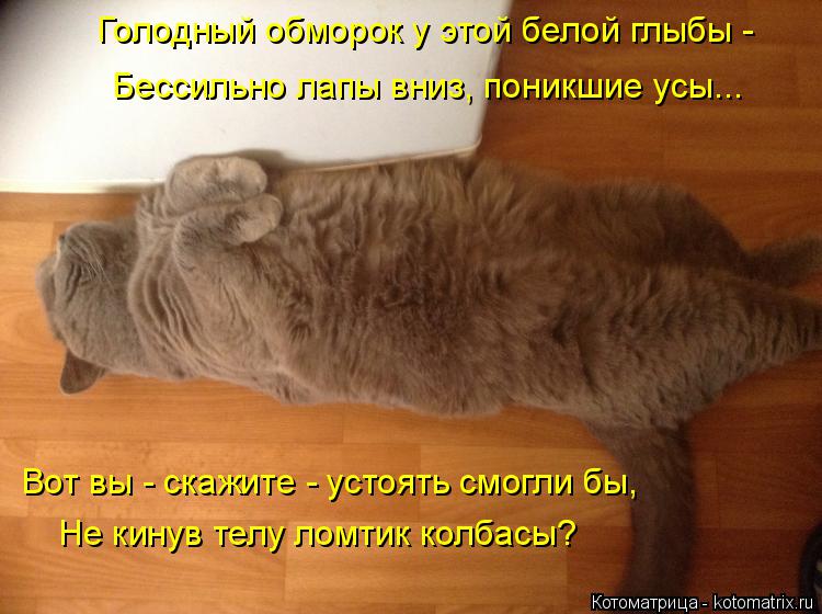 Голодный обморок у этой белой глыбы - Бессильно лапы вниз, поникшие усы... Вот вы - скажите - устоять... Котоматрица: Голодный обморок у этой белой глыбы - Бессильно лапы вниз, поникшие усы... Вот вы - скажите - устоять смогли бы, Не кинув телу ломтик колбасы?