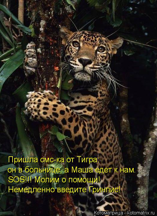 Пришла смс-ка от Тигра: он в больнице, а Маша едет к нам. SOS!!! Молим о помощи! Немедленно введите Г... Котоматрица: Пришла смс-ка от Тигра: он в больнице, а Маша едет к нам. SOS!!! Молим о помощи! Немедленно введите Гринпис!