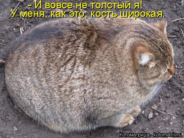- И вовсе не толстый я! У меня, как это, кость широкая.... Котоматрица: - И вовсе не толстый я! У меня, как это, кость широкая.