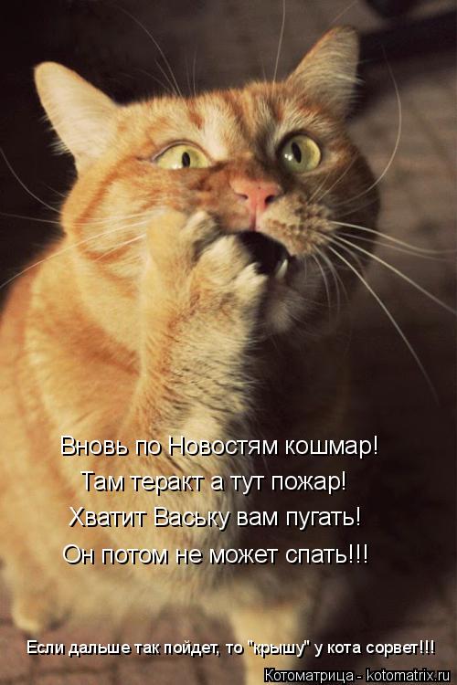 Котоматрица: Вновь по Новостям кошмар! Там теракт а тут пожар! Хватит Ваську вам пугать! Он потом не может спать!!! Если дальше так пойдет, то "крышу" у кота 