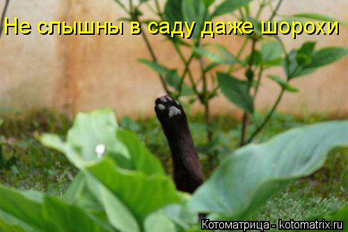 Не слышны в саду даже шорохи... Котоматрица: Не слышны в саду даже шорохи