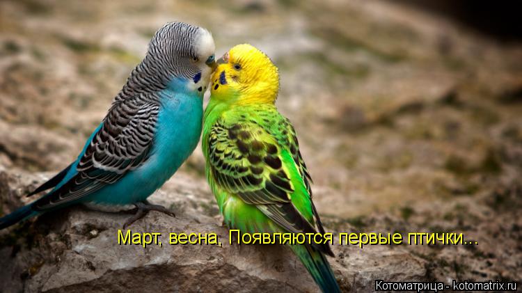 Март, весна, Появляются первые птички...... Котоматрица: Март, весна, Появляются первые птички...